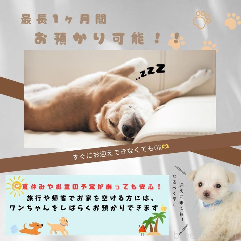 販売中の静岡県のマルプー:マルチーズ×トイプードル-401323の4枚目
